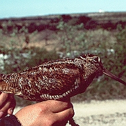 Eurasian Woodcock